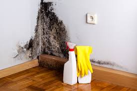 Best Emergency Mold Remediation  in Selden, NY